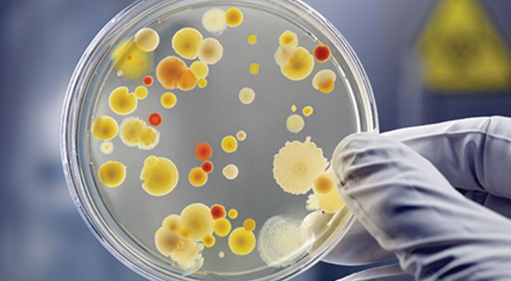 Clinical Microbiology