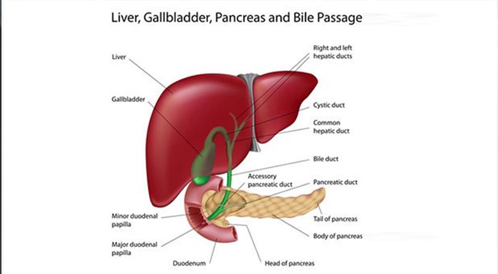Acute & chronic Liver Disease 